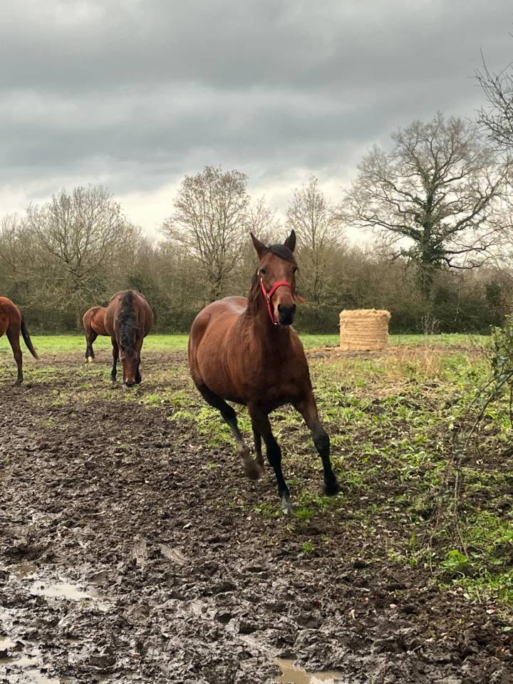 Pensions chevaux - Ecurie Le prelong - 49460 Montreuil juigne