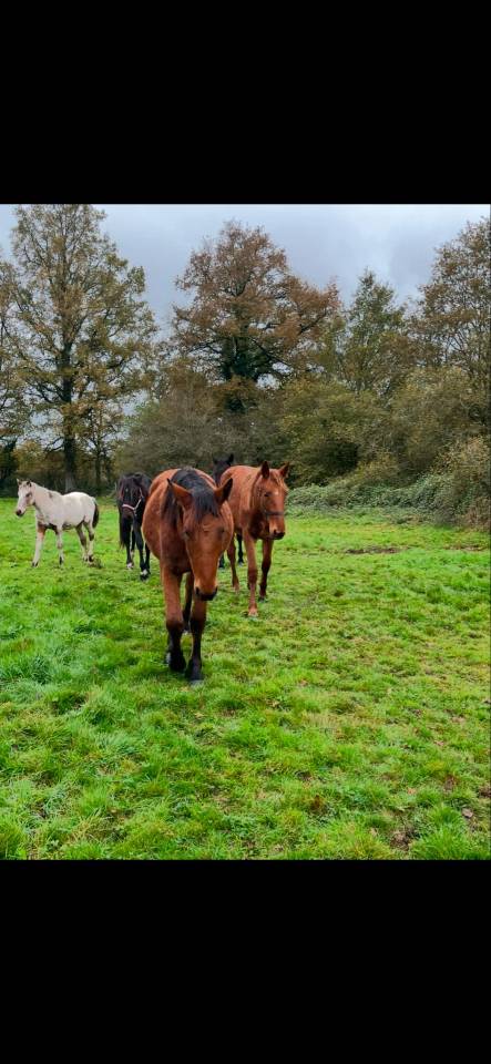 Pensions chevaux - Ecurie Le prelong - 49460 Montreuil juigne