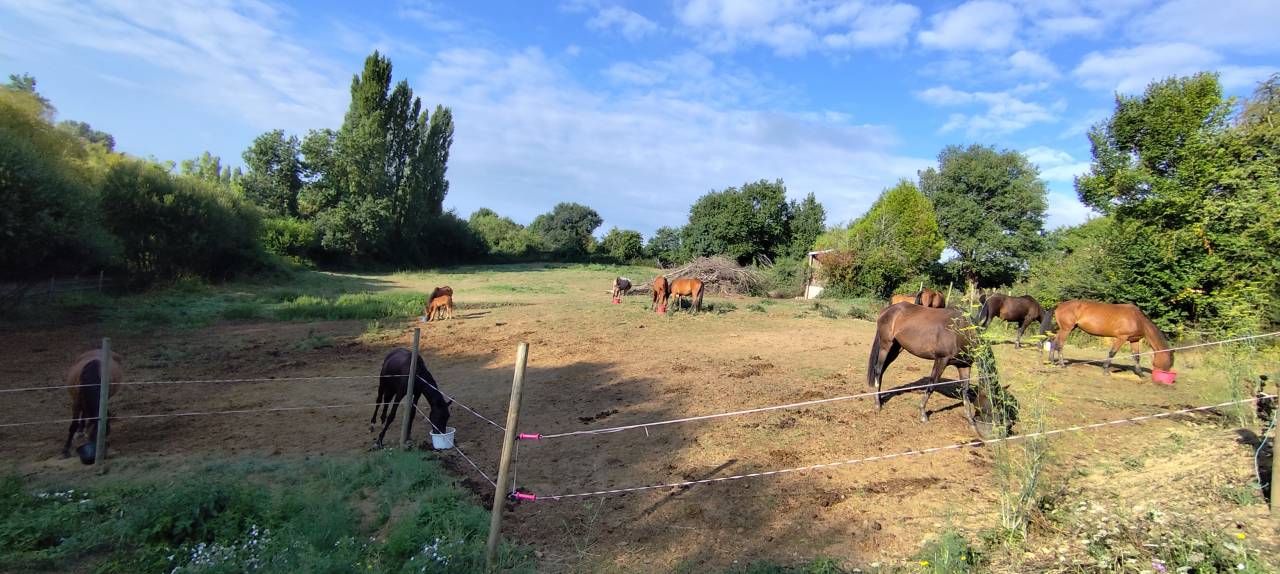 Pensions chevaux - Ecurie Le prelong - 49460 Montreuil juigne