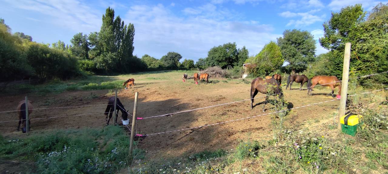 Pensions chevaux - Ecurie Le prelong - 49460 Montreuil juigne