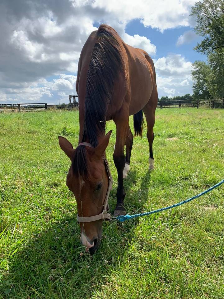 Pensions chevaux - Ecurie Le prelong - 49460 Montreuil juigne