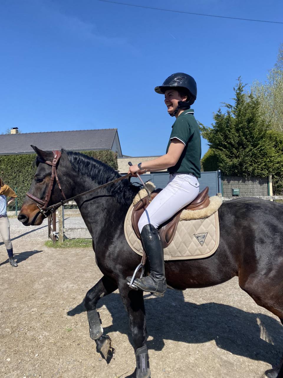 Poney connemara entier 4 ans 