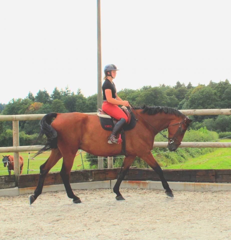 À vendre : Samourai du Bois Halleux – Hongre de 7 ans