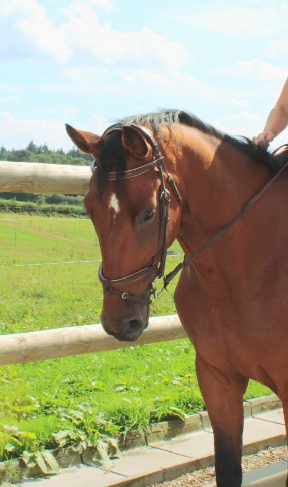 À vendre : Samourai du Bois Halleux – Hongre de 7 ans