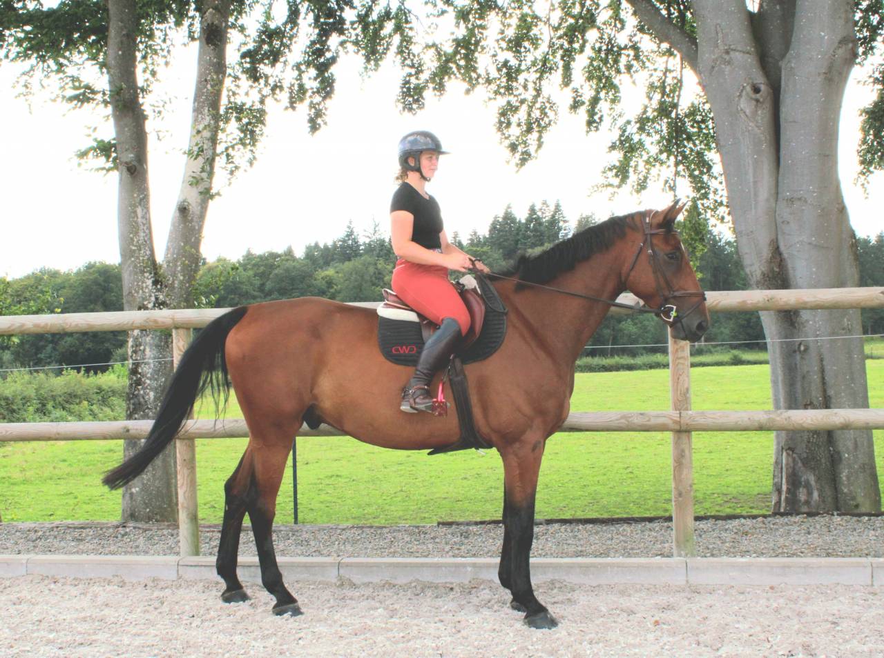 À vendre : Samourai du Bois Halleux – Hongre de 7 ans