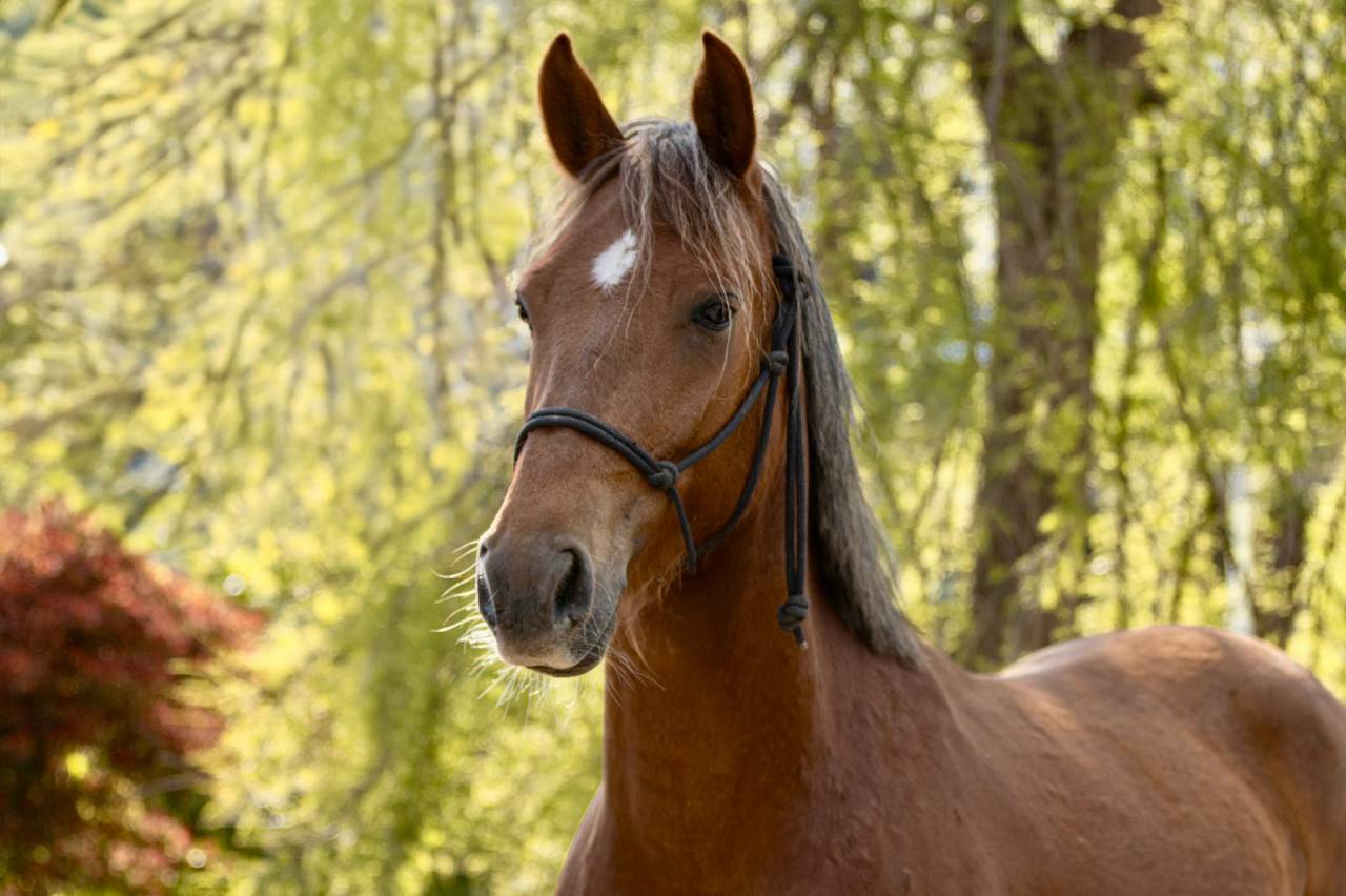 Locksley, poney D de 4 ans