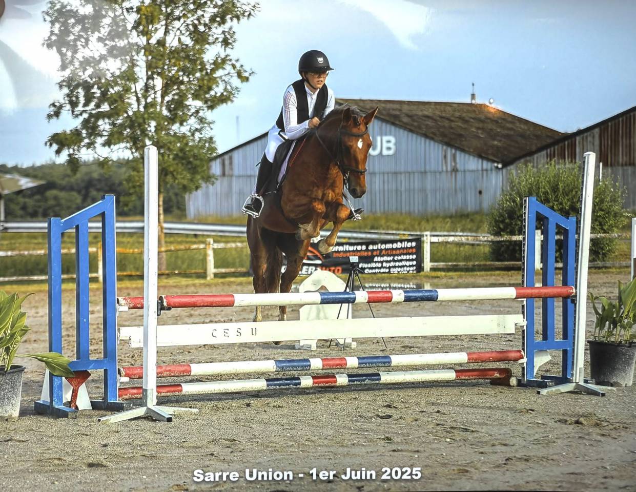 Locksley, poney D de 4 ans