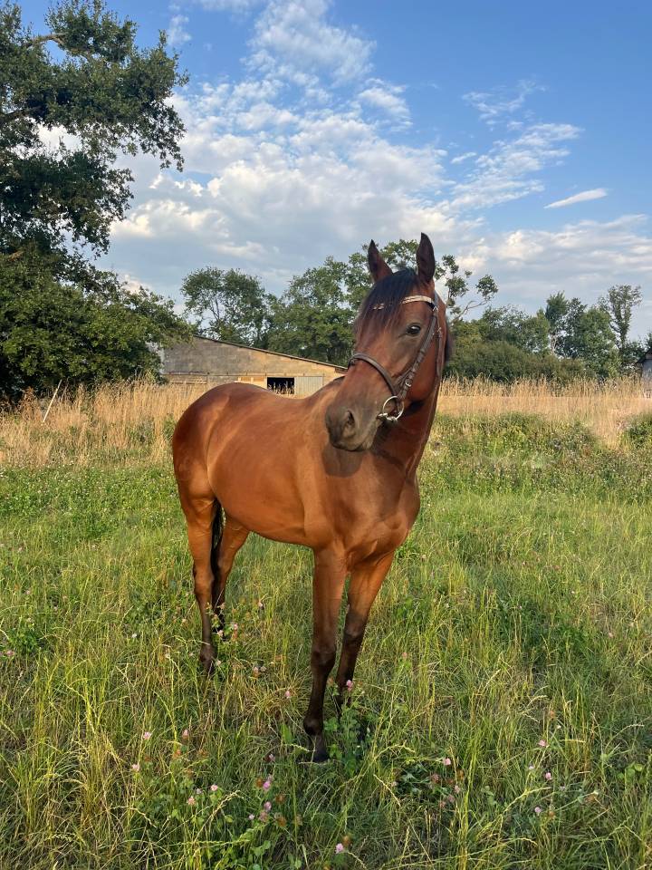 Cheval à vendre 