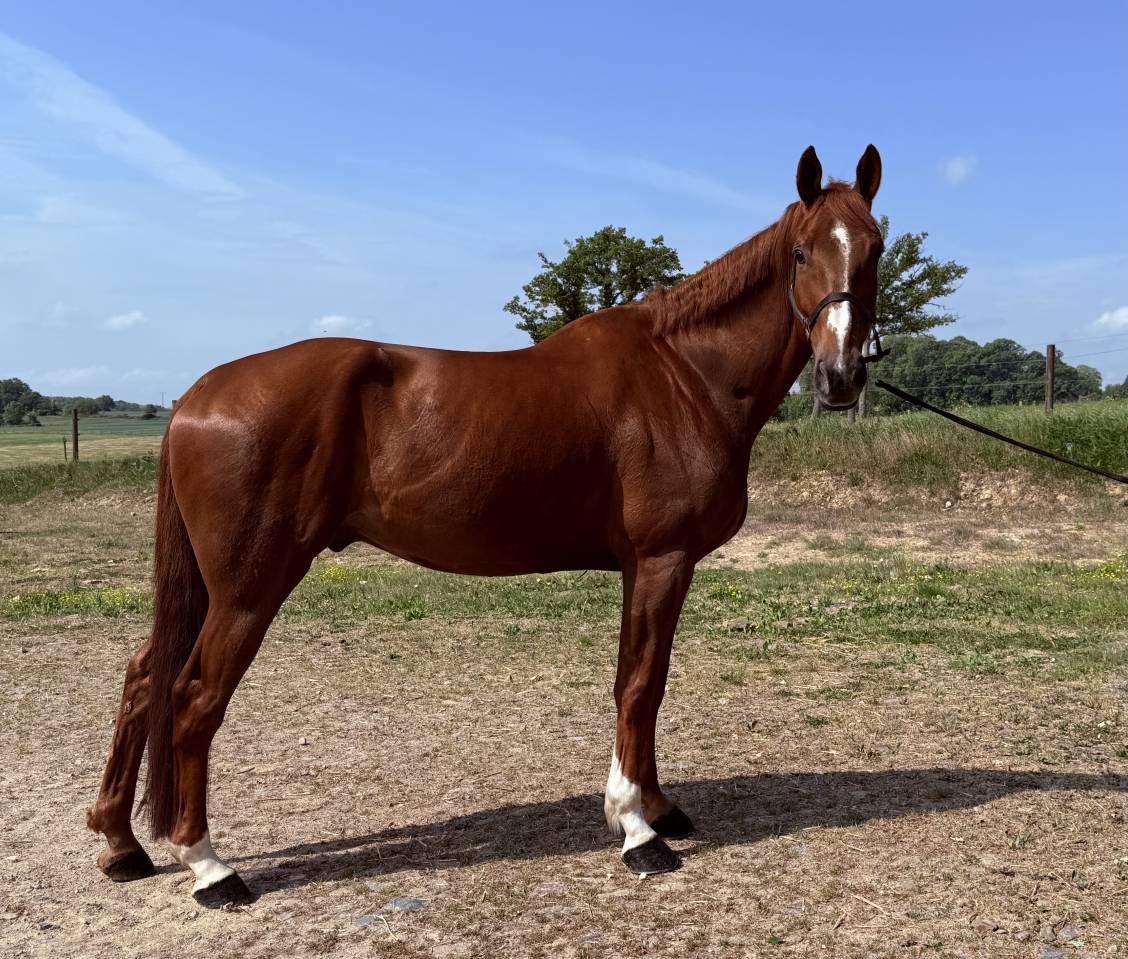 Grand cheval de 6 ans cso/dressage