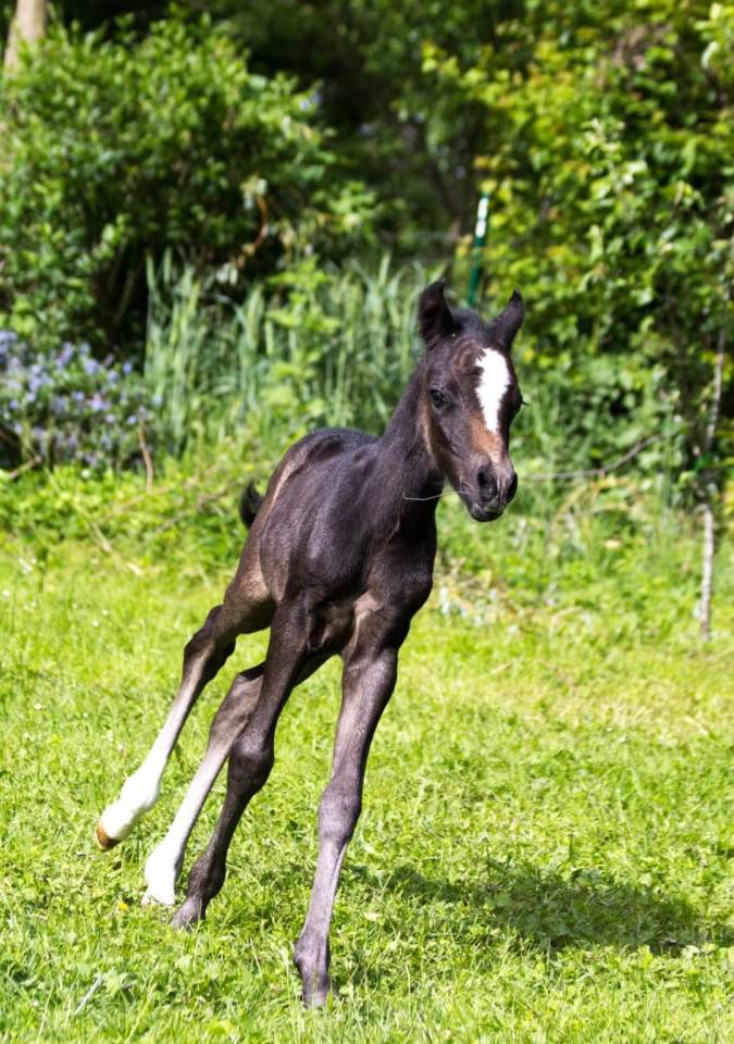 Welsh pony, deux ans , hongre