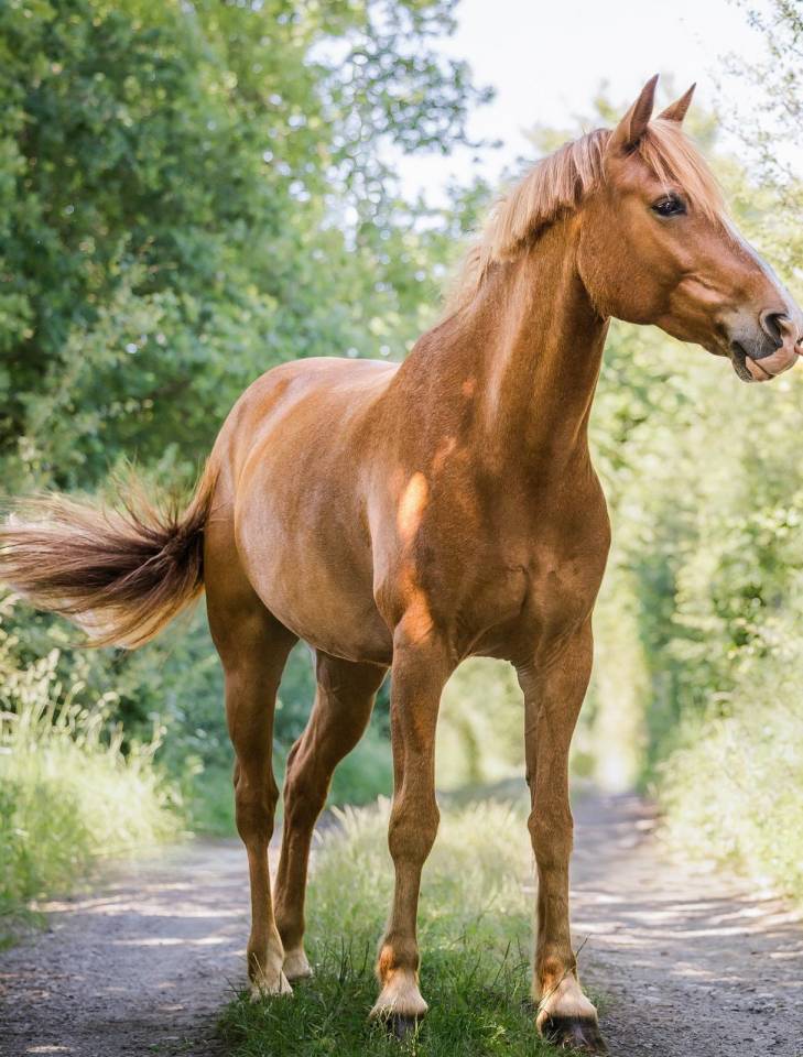 Location Poney de Compétition CSO - Djauny du Garon