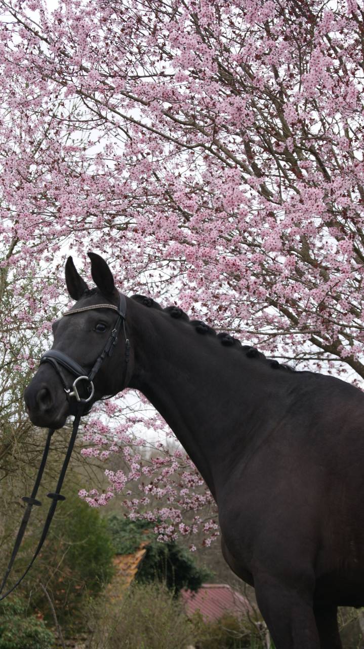 KWPN Dressage jument 7 ans ideal amateur