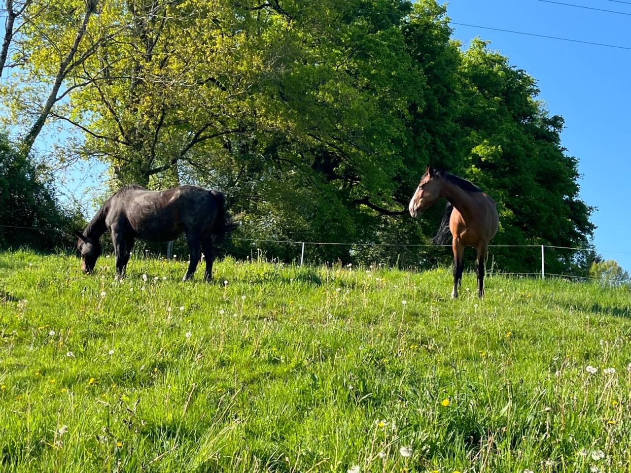 Pension libre dans l'Indre a Mouhet
