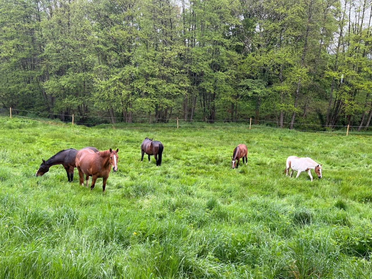 Pension libre dans l'Indre a Mouhet