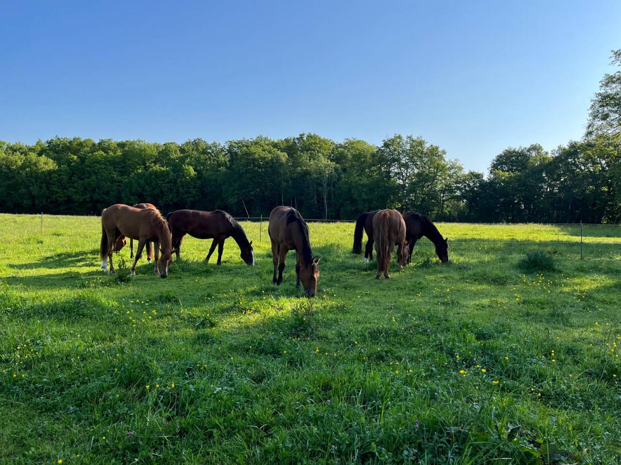 Pension libre dans l'Indre a Mouhet