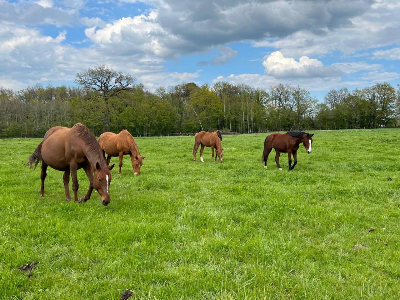 Pension libre dans l'Indre a Mouhet