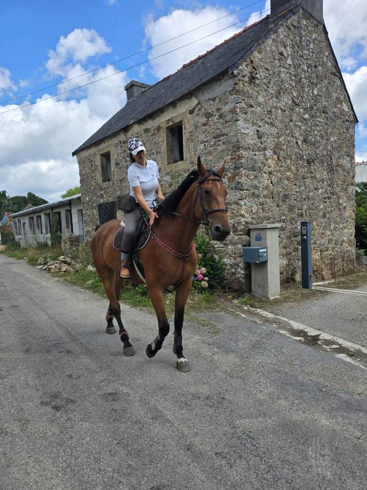 Grand selle français 