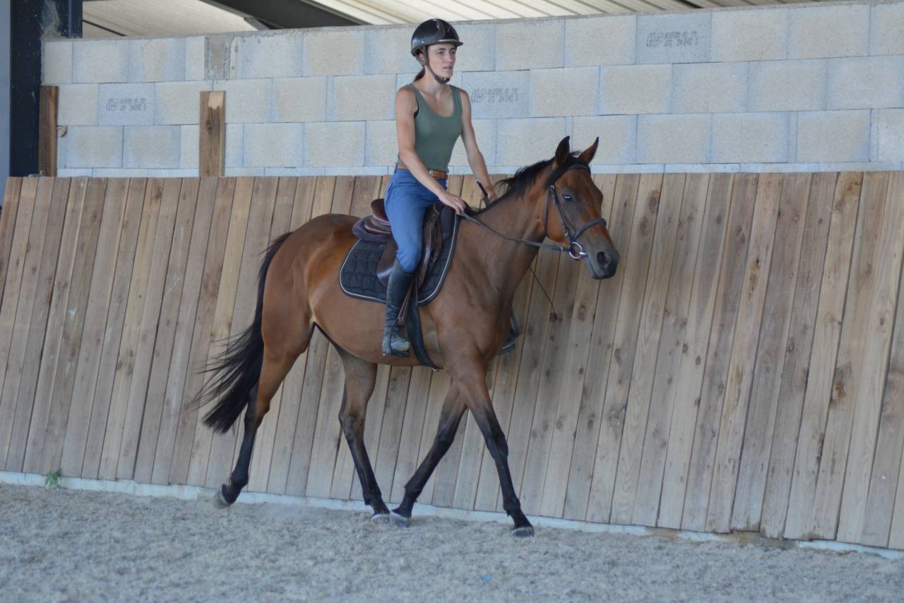 Jument loisirs / sport 3 ans