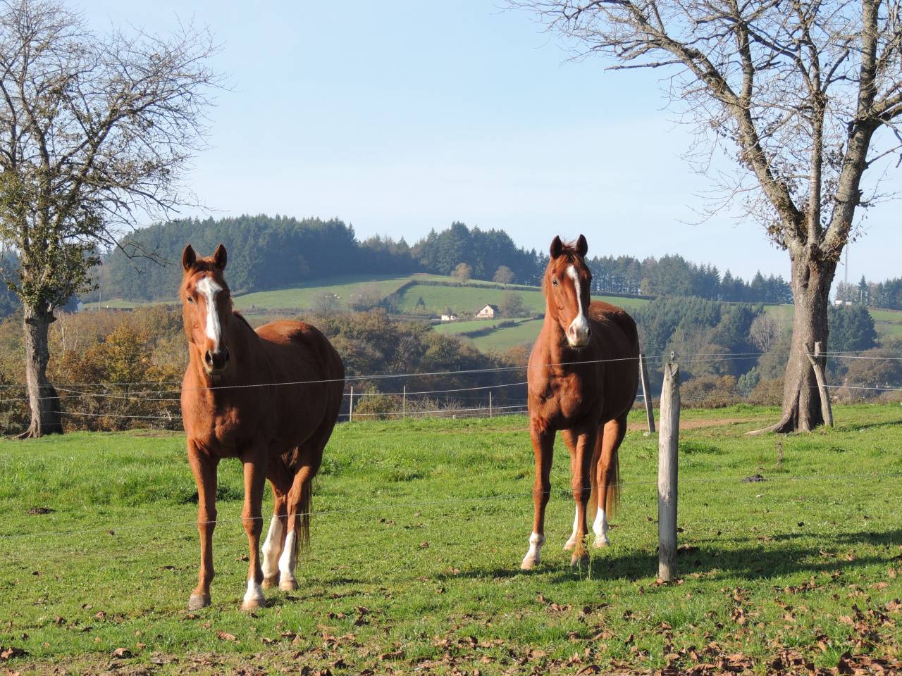 Pensions "bien-être"
