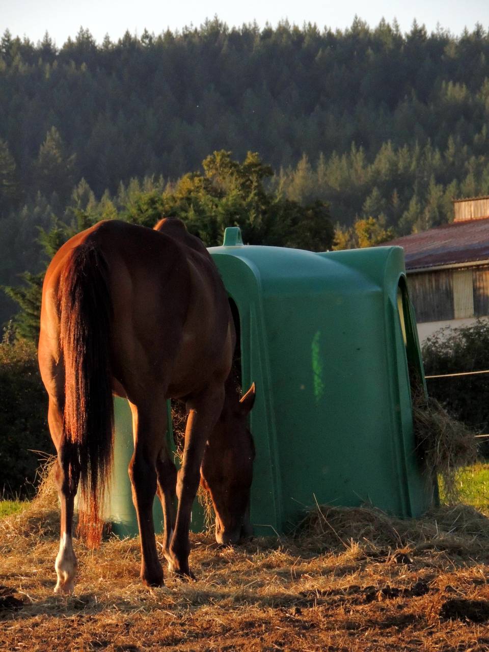 Pensions "bien-être"
