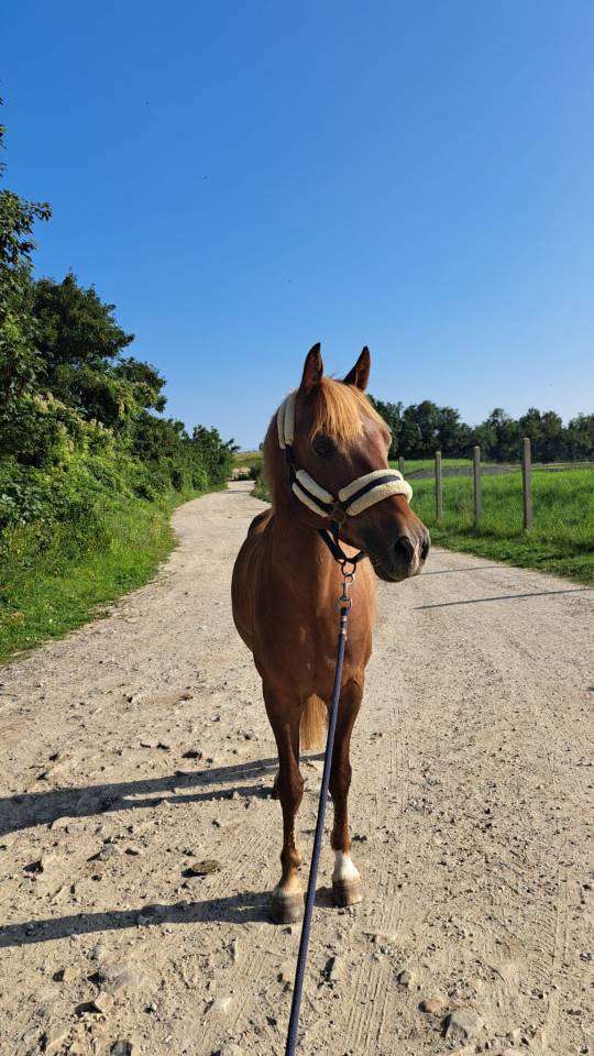 Tiers de pension pour poney PFS 7 ans 