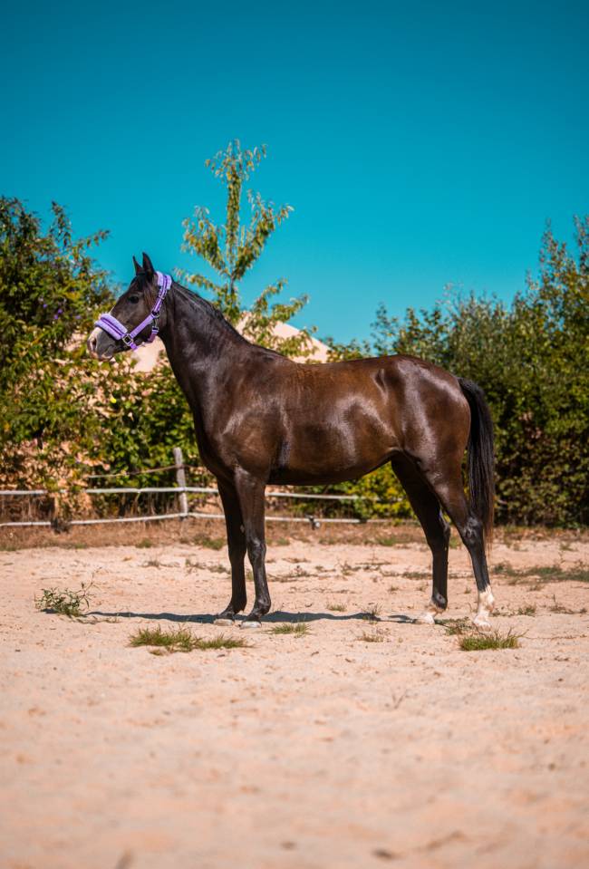 Poney welsh part bred 
