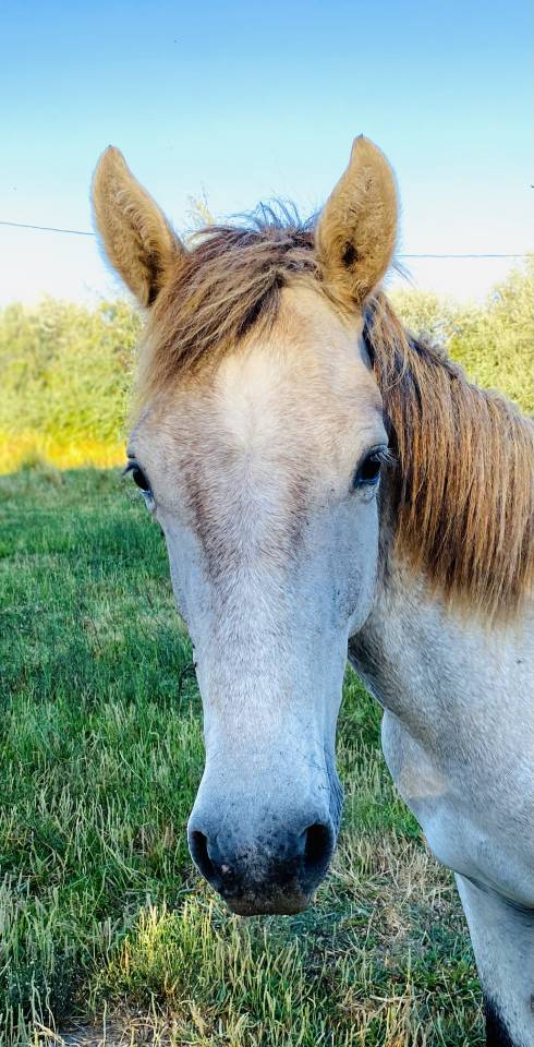 Cheval / Yearling 