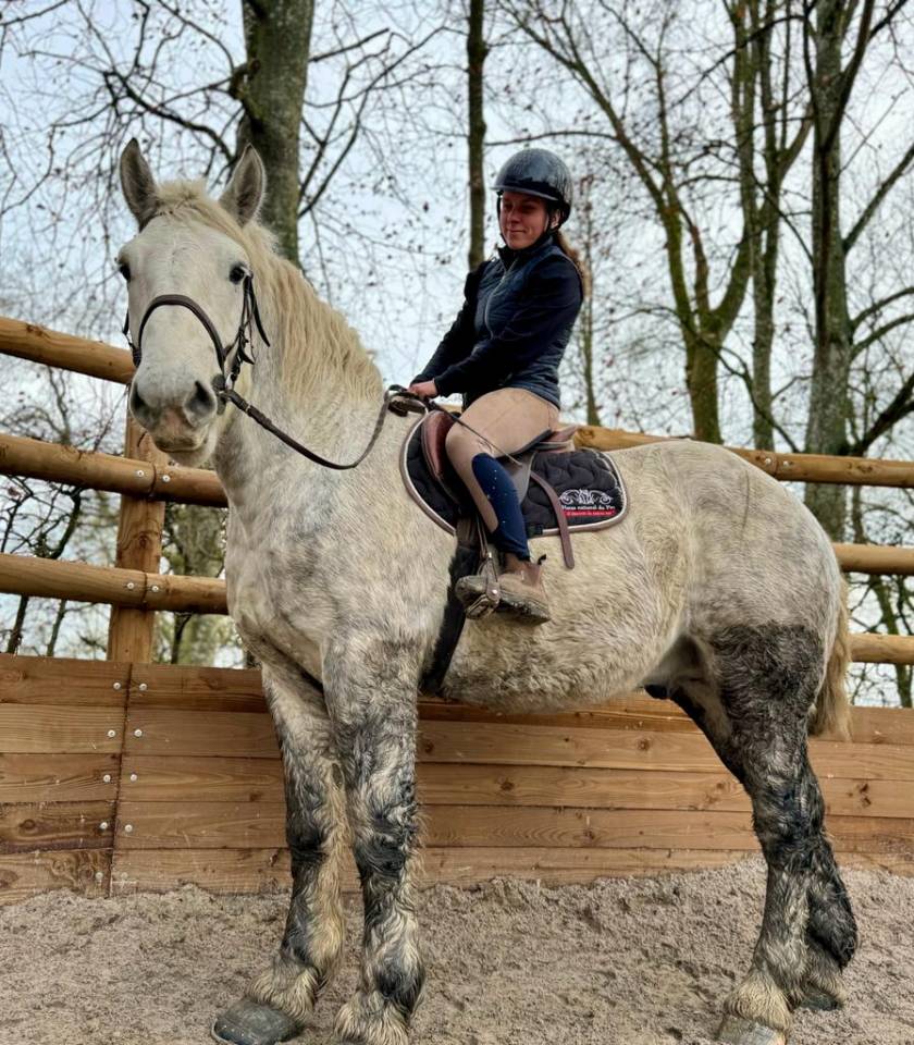 Percheron monté/attelé
