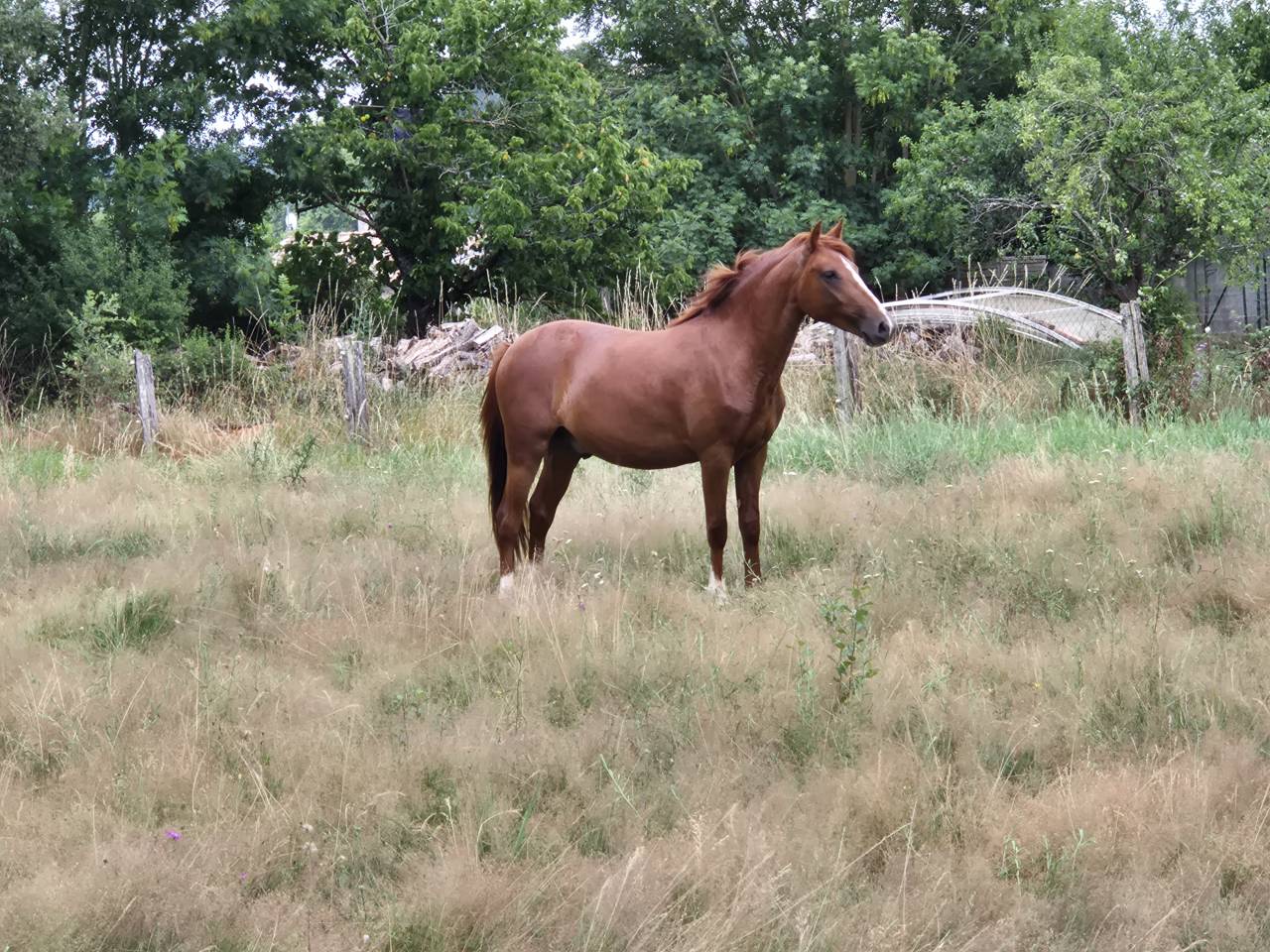 Poney Français de selle