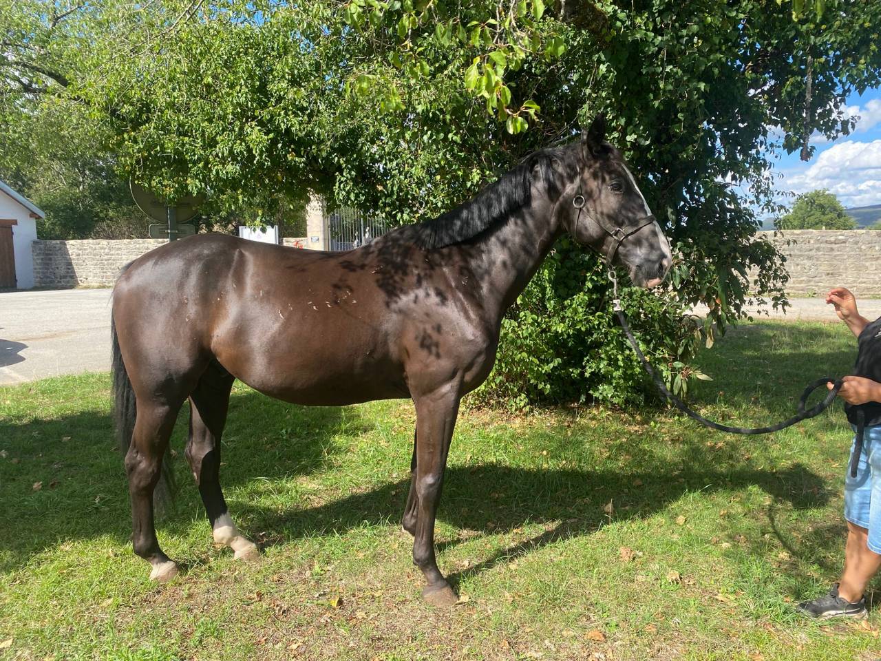 Hongre 4 ans. Petits fils de By Cera d'Ick