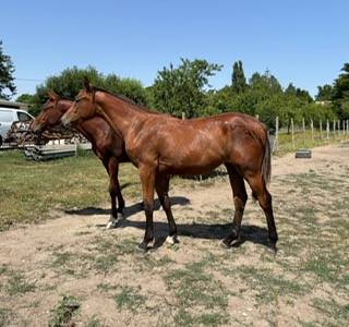 Pouliche SF 1 an OASIS de GALLET