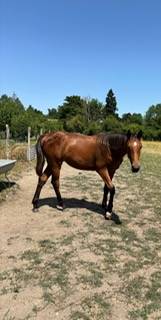 Pouliche SF 1 an OASIS de GALLET