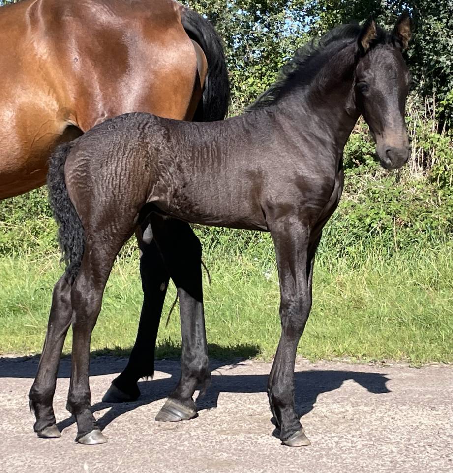 Poulain frison PP par Tiede 501 et mère Ster