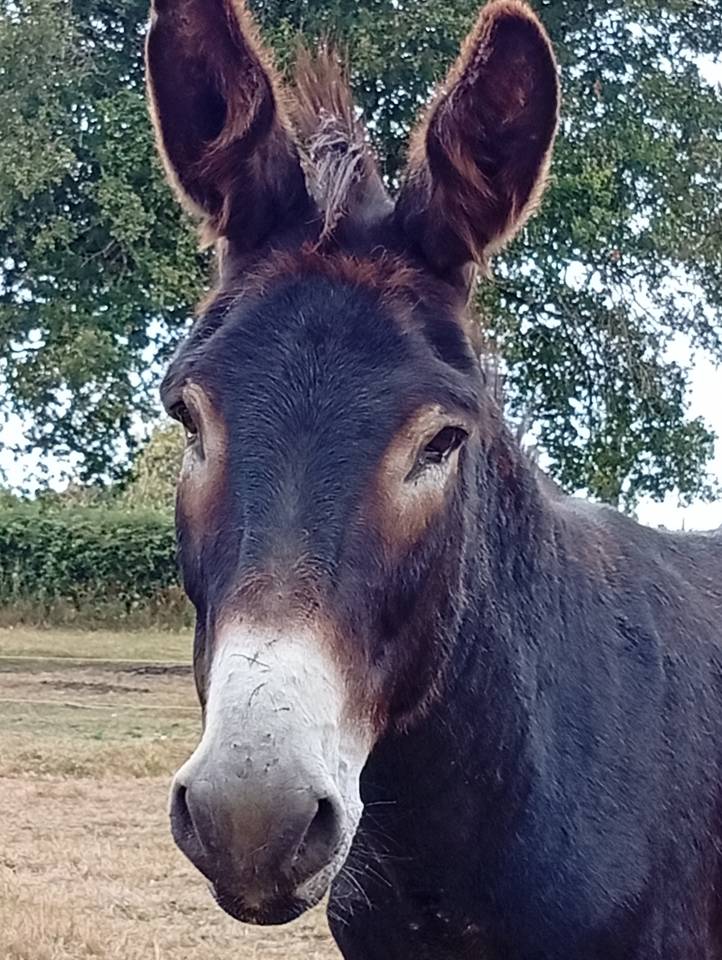 Ane à vendre