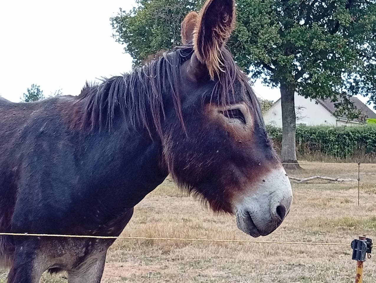 Ane à vendre