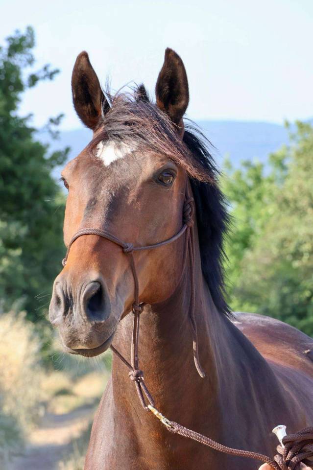 Hongre 13 ans OC polyvalent loisir et CSO