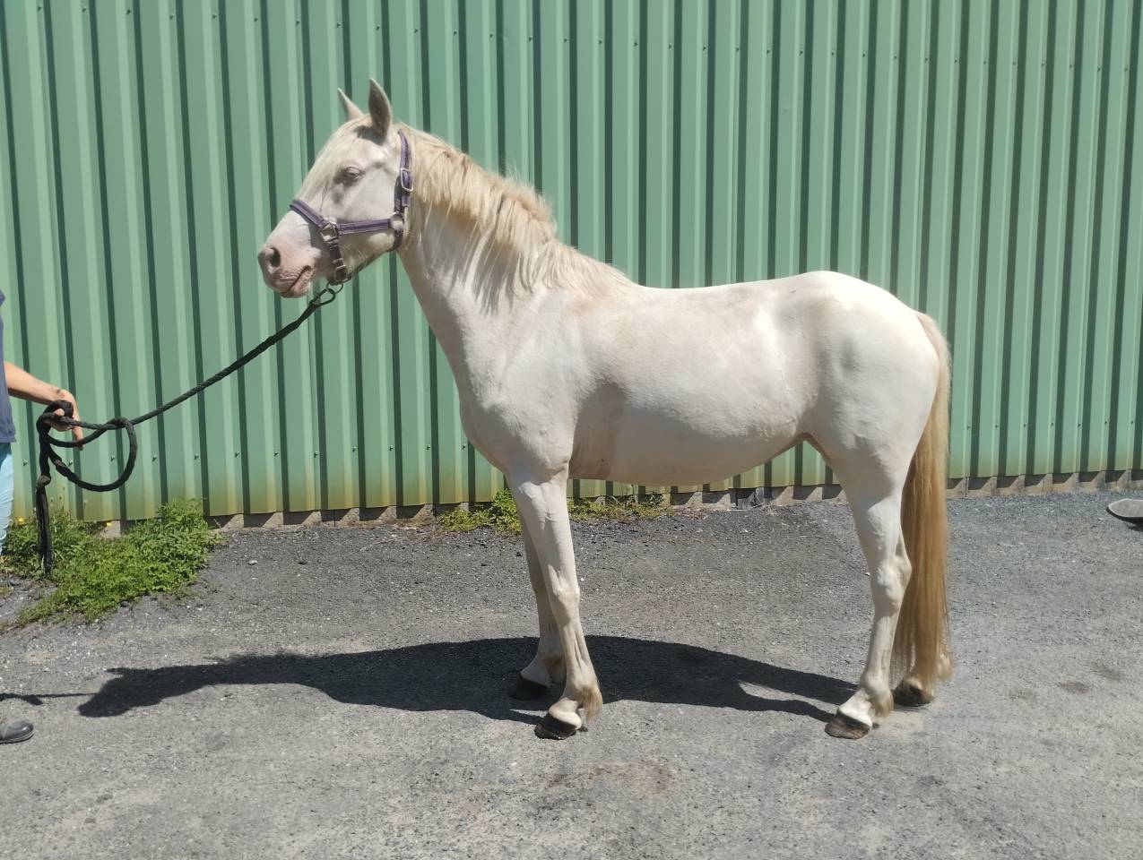 Ponette d 4ans crème 