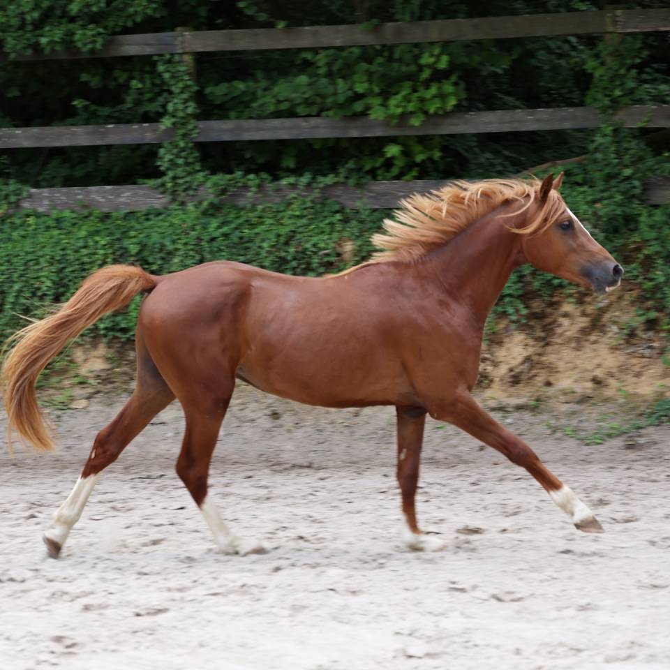 Vends poney hongre 3 ans D alezan crins lavés