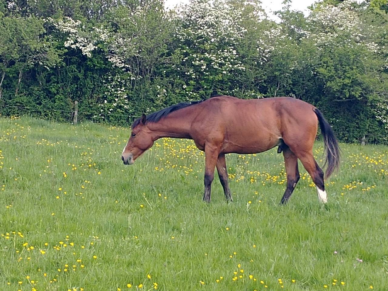 SELLE FRANÇAIS ORIGINEL