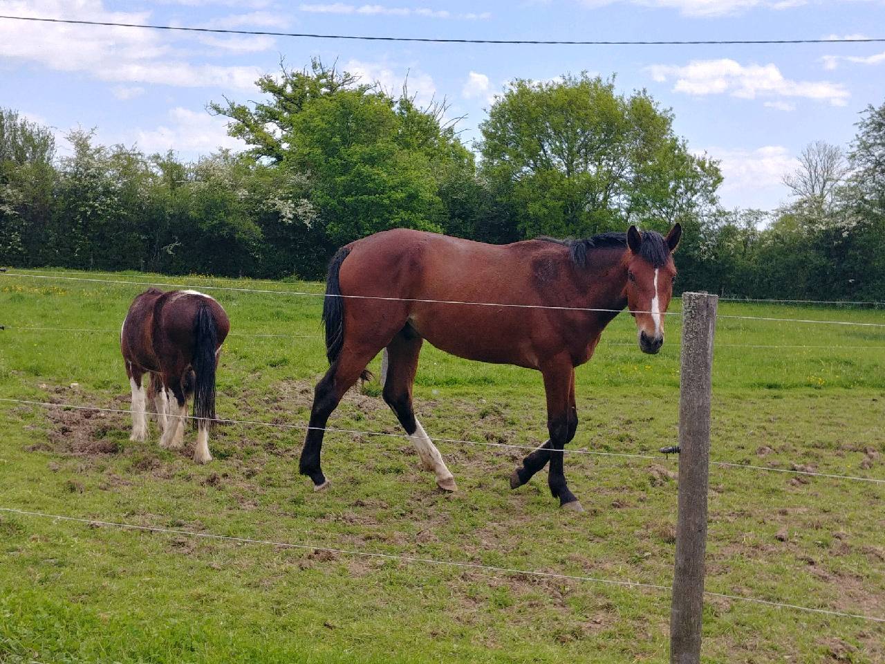 SELLE FRANÇAIS ORIGINEL