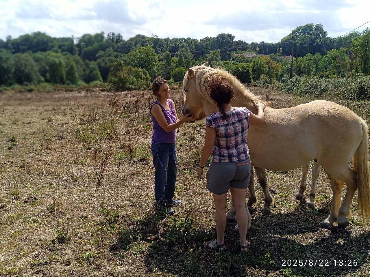 cheval fiord en vente 