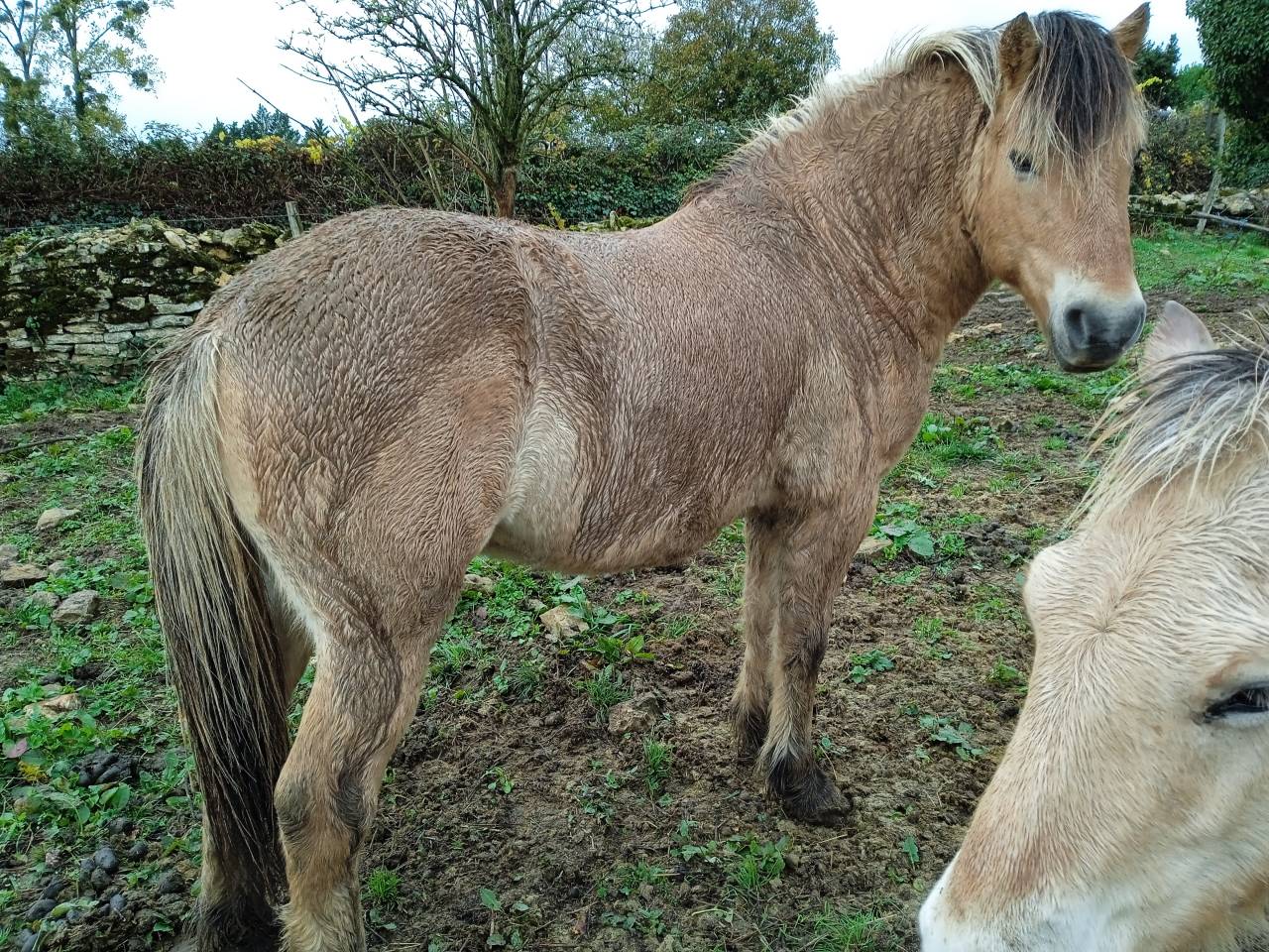 cheval fiord en vente 