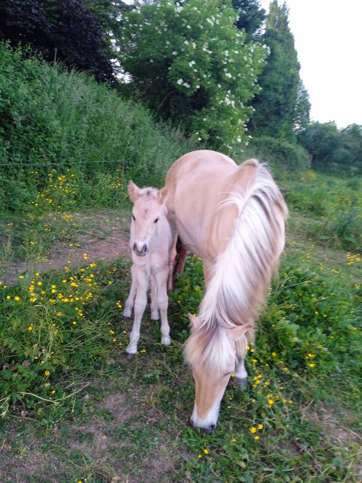 cheval fiord en vente 