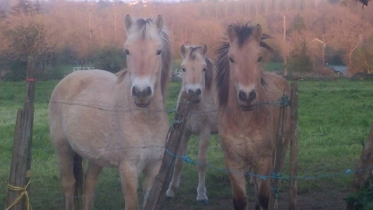 cheval fiord en vente 