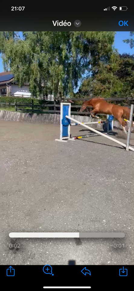 superbe jument sbs-cheval de sport belge de 3 ans 