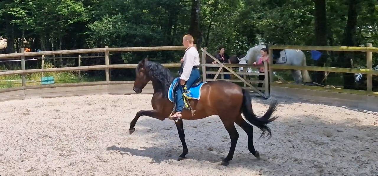 Cheval espagnol 13 ans