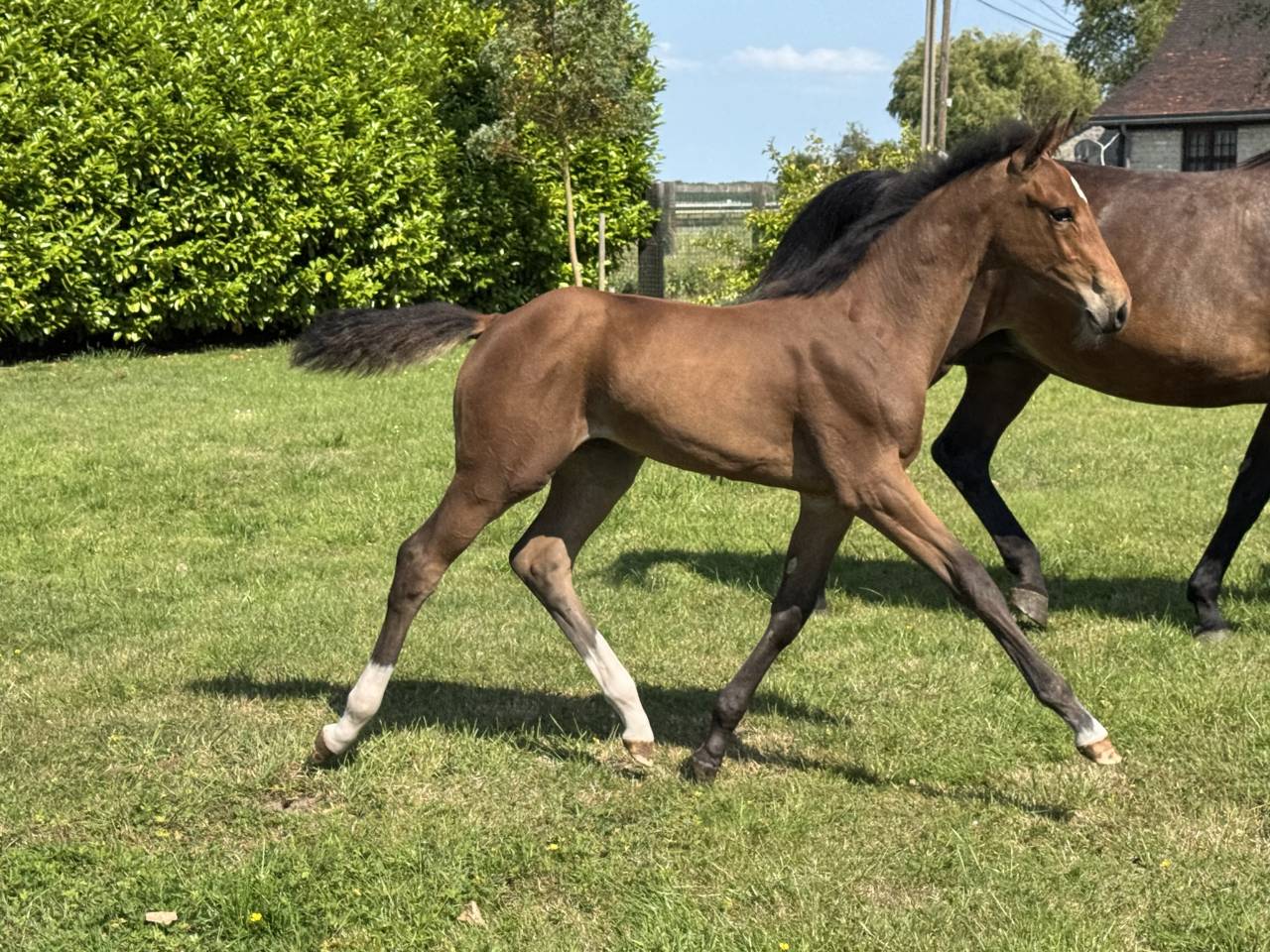 À vendre pouliche par Hardrock Z