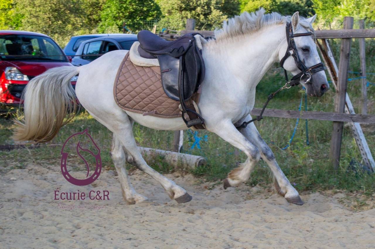 Milorade du Pastre 