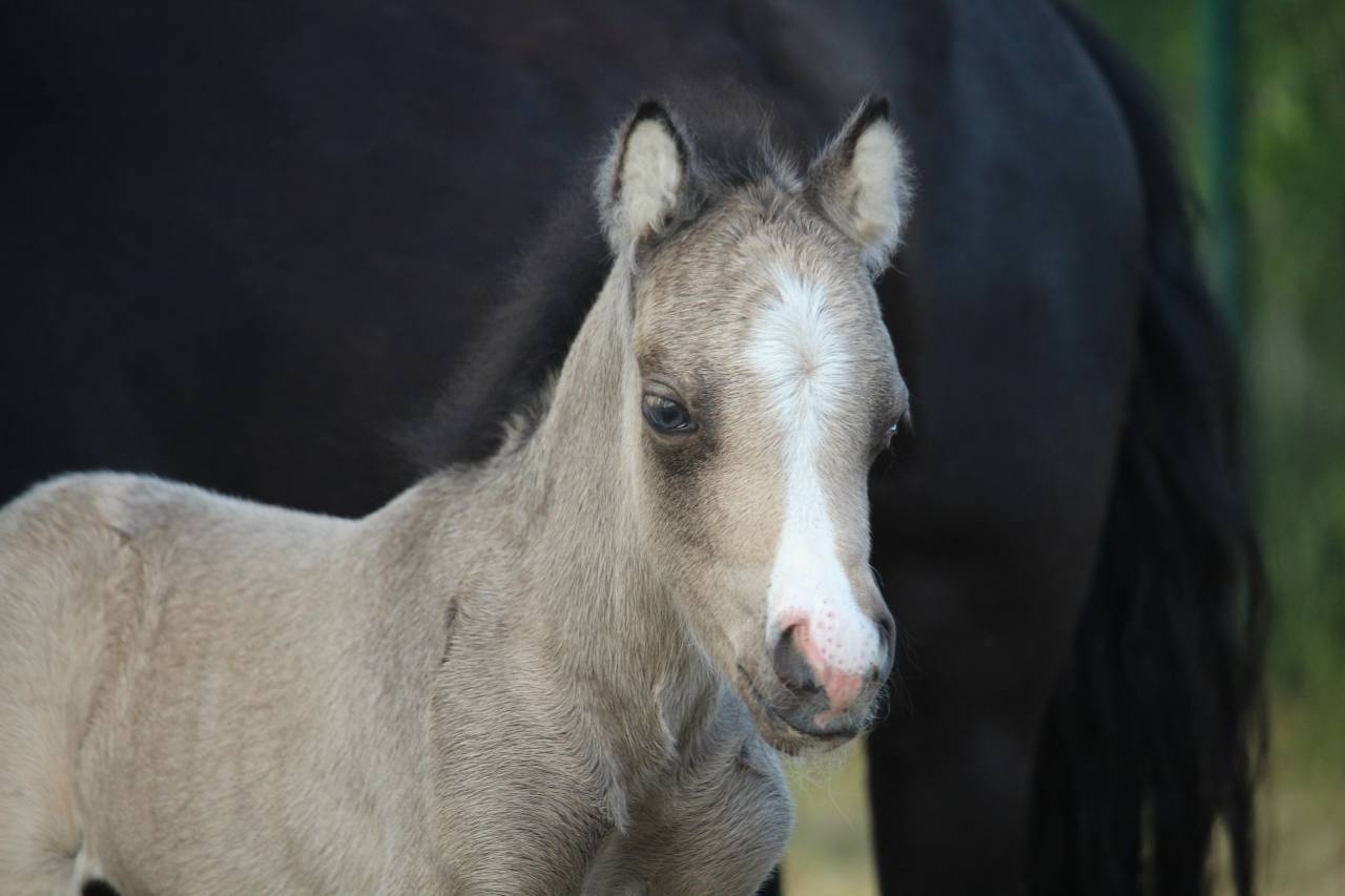 Superbe poulain Welsh partbred isabelle