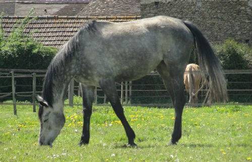 Pension pr&eacute; ou box/paddock